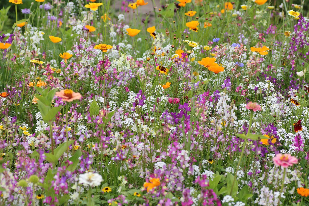 Blumenwiese mit verschiedenen bunten Blumen