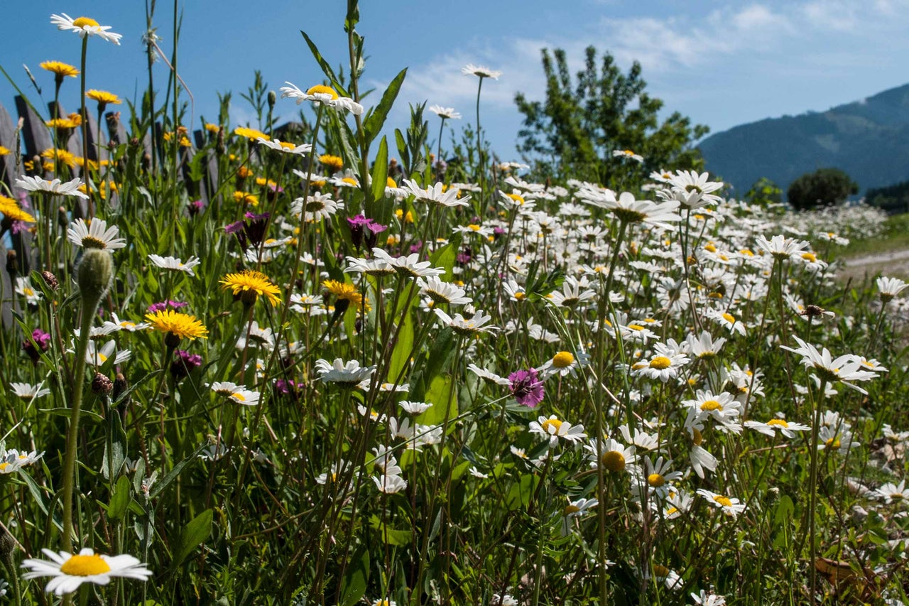 Wiese mit Gänseblümchen und anderen Wildblumen unter blauem Himmel