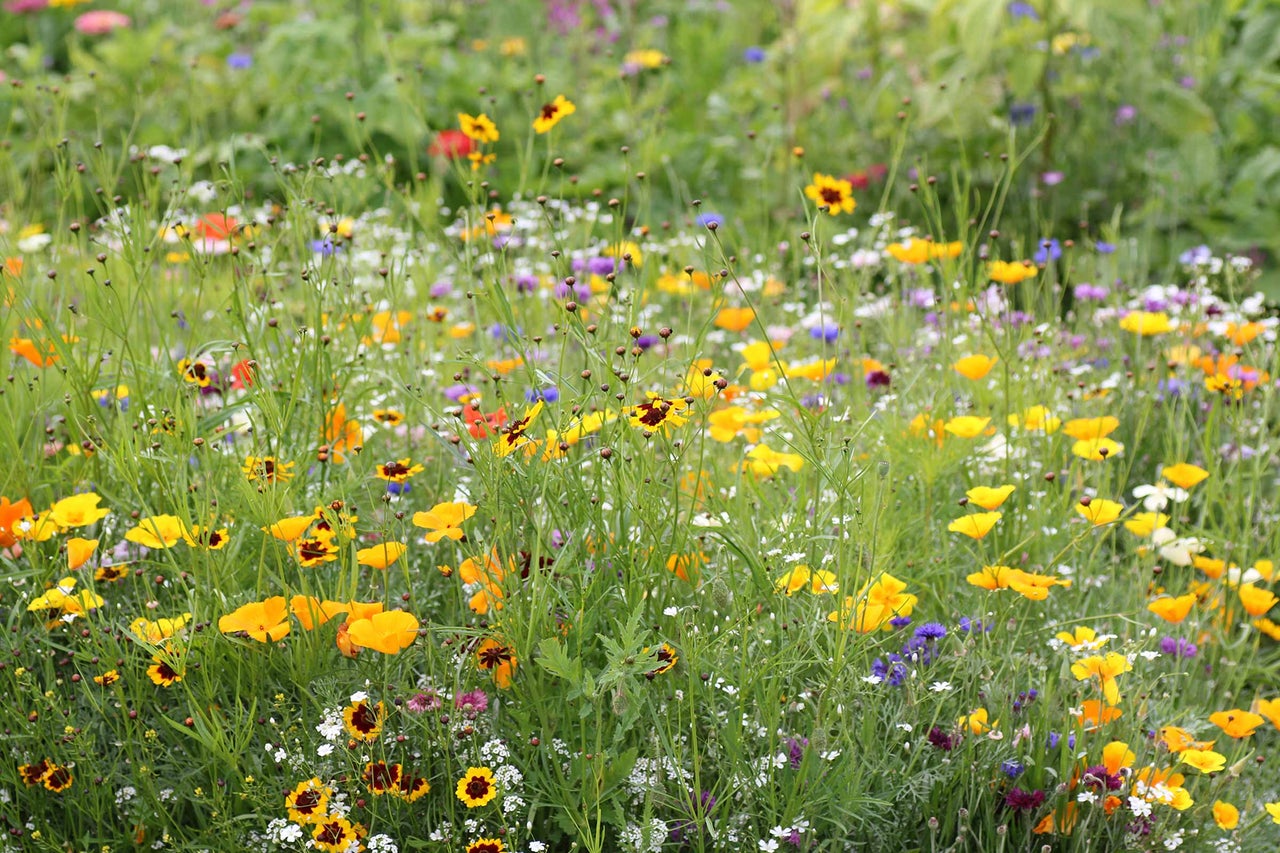 Blühende Wildblumenwiese mit verschiedenen Blumen