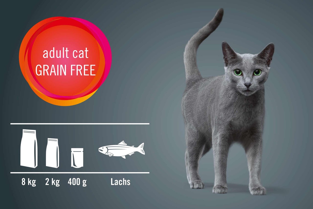 Russisch Blau Katze mit Futtersackgrößen und Grain Free Siegel