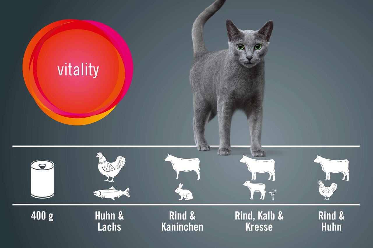 Katze vor Grafiken mit verschiedenen Fleischsorten für Katzenfutter