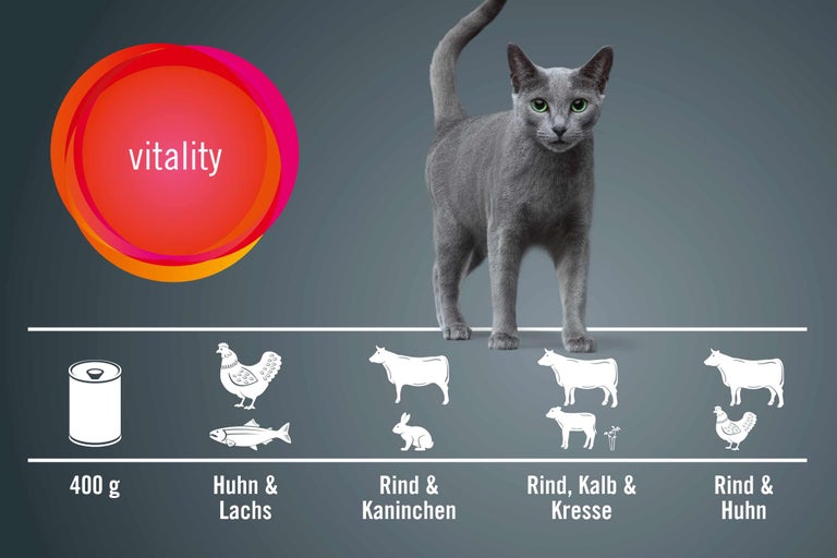 Katze vor Grafiken mit verschiedenen Fleischsorten für Katzenfutter