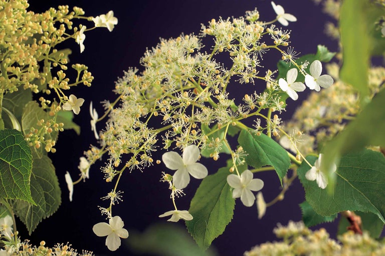 Rispenhortensie mit Blüten und Blättern
