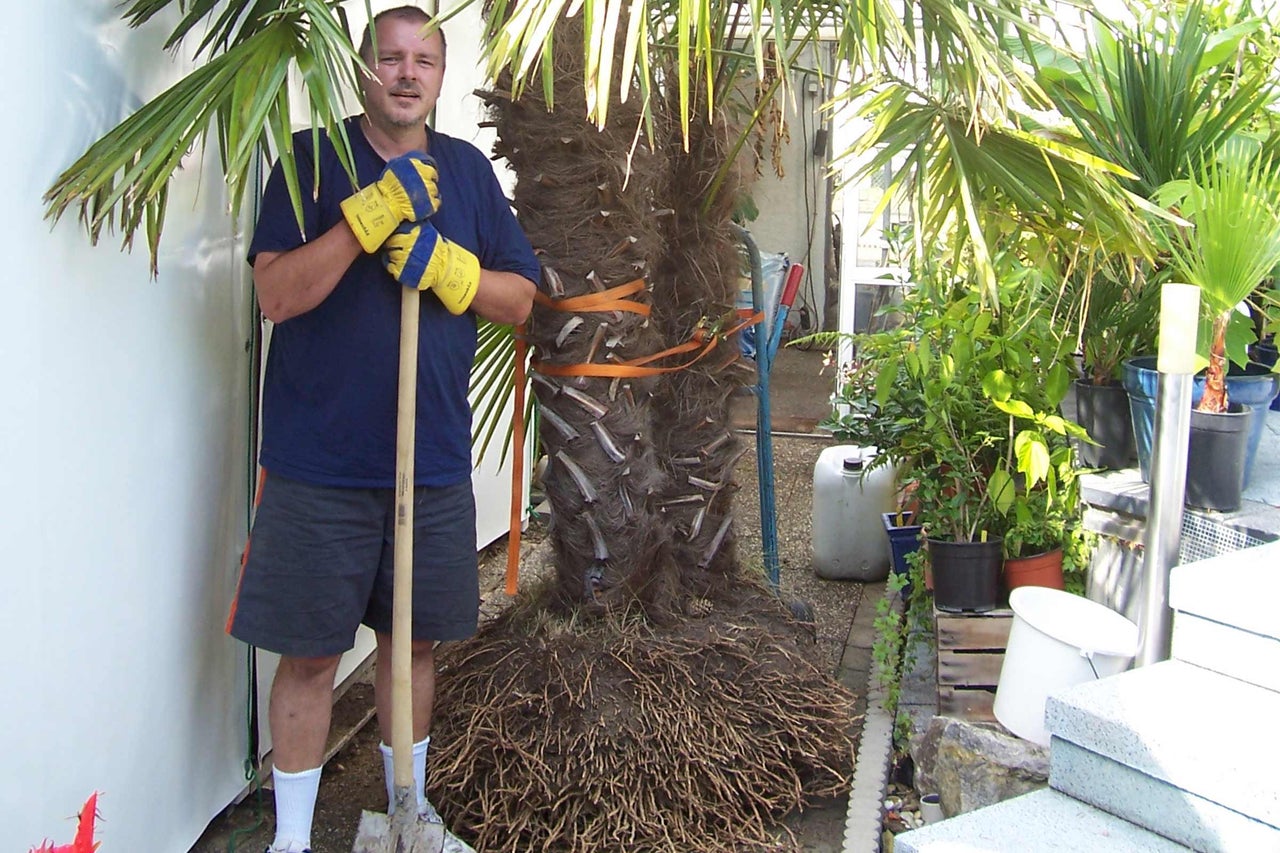 Mann mit Spaten neben einer eingewickelten Palme im Garten.