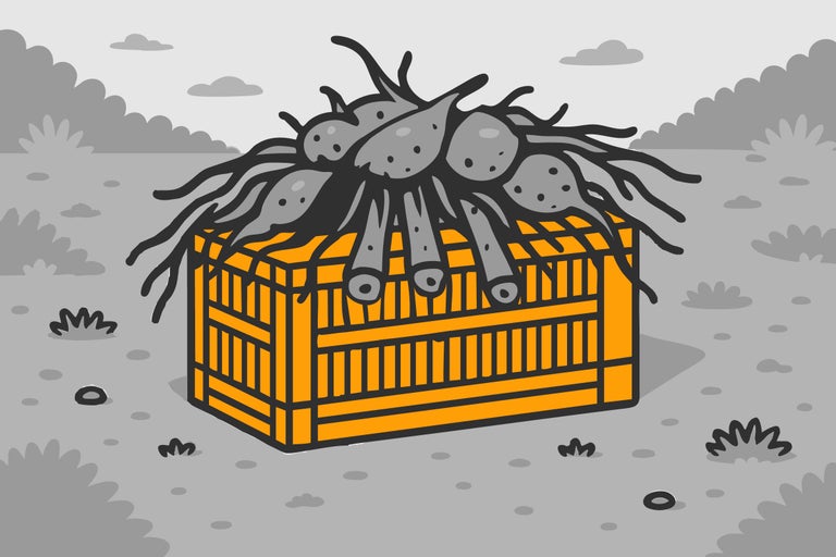 Illustration einer Holzkiste mit Dahlienknollen