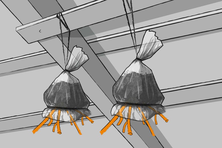 Illustration von zwei eingeckckten Geranien-Wurzelballen, die an der Decke aufgehängt sind