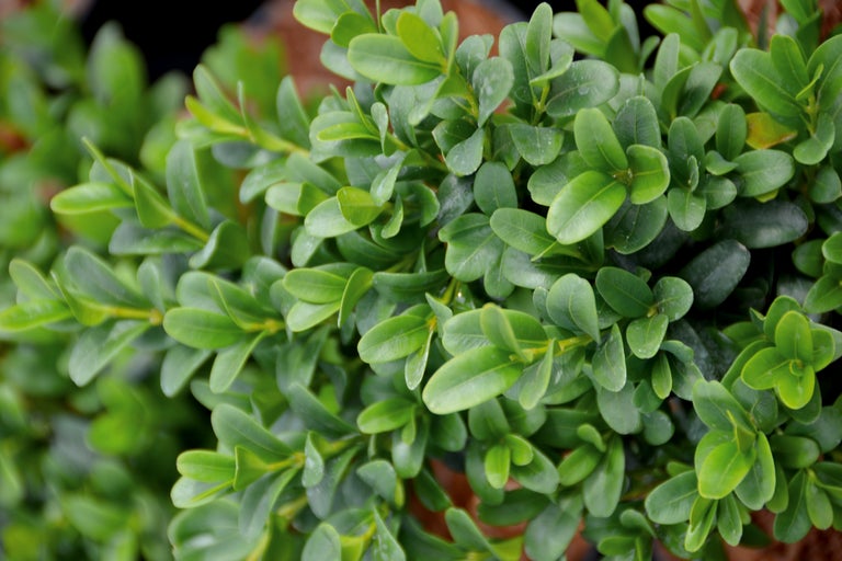Buchsbaum mit kleinen Blättern