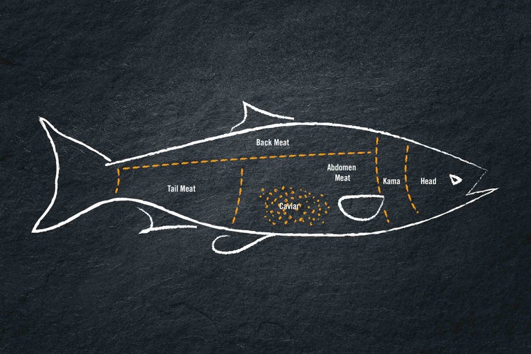 Illustration eines Fisches mit den Beschriftungen Schwanzfleisch, Rückenfleisch, Bauchfleisch, Rogen, Kama und Kopf