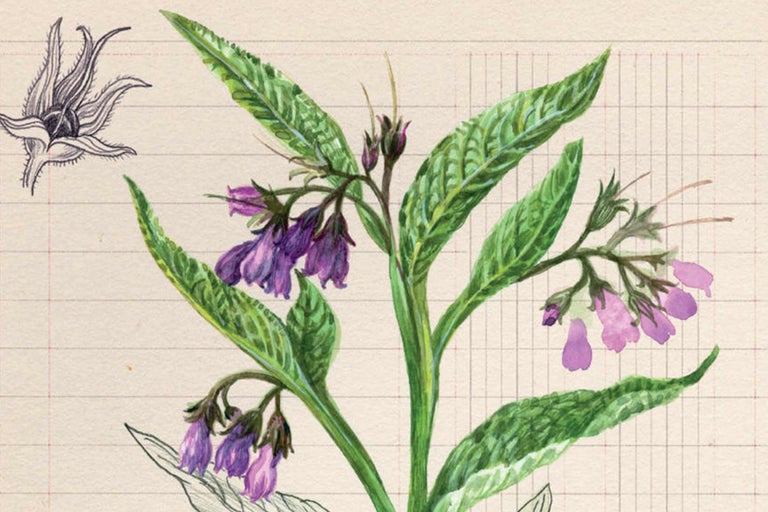 Illustration von Beinwellpflanzen auf Papier