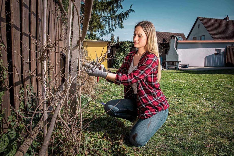Frau schneidet mit einer Gartenschere Zweige an einem Zaun