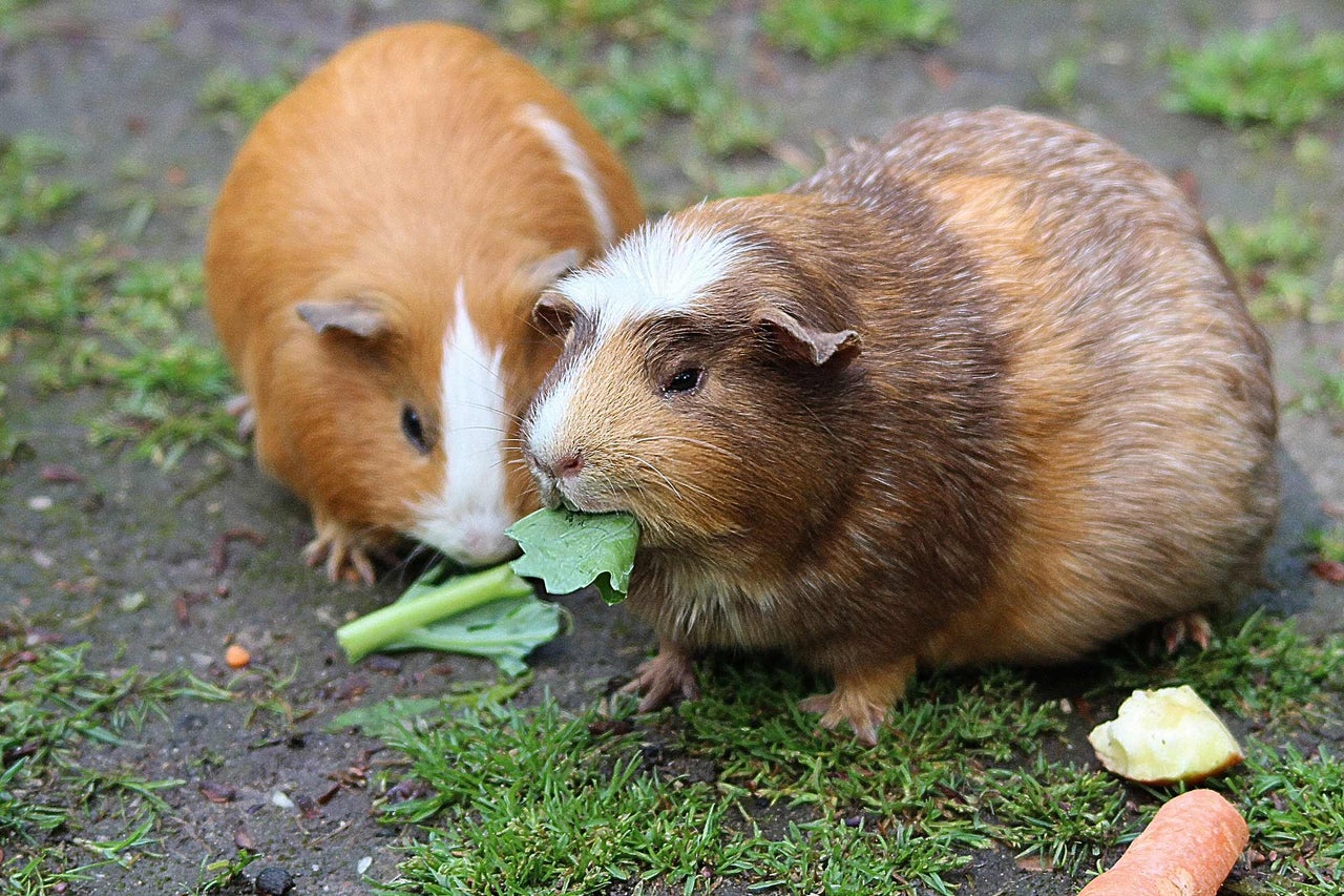 Zwei Meerschweinchen fressen Gemüse im Freien