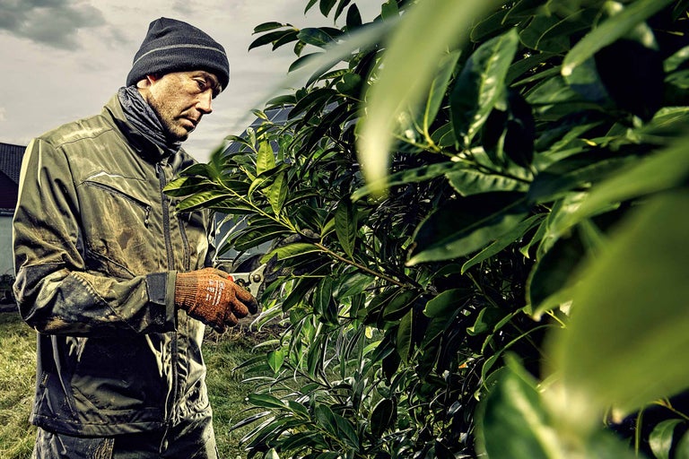 Ein Mann schneidet eine Hecke mit einer Gartenschere.