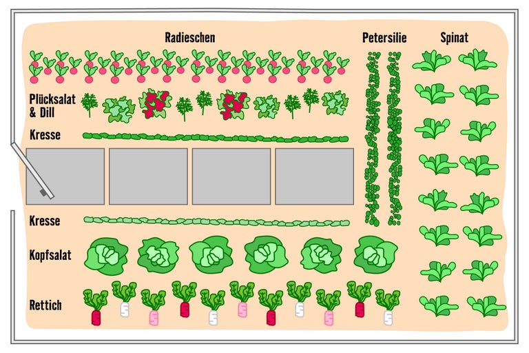 Illustration eines Gemüsebeets mit Radieschen, Pflücksalat, Dill, Kresse, Petersilie, Spinat, Kopfsalat und Rettich.