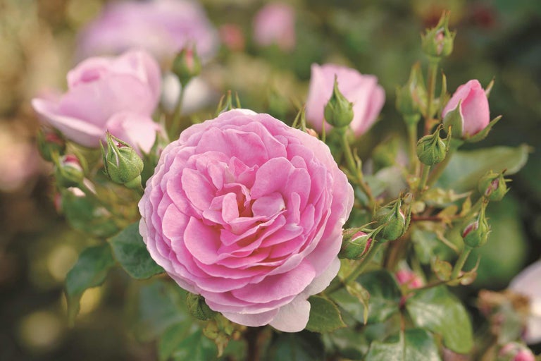 Nahaufnahme einer rosa Rose mit Knospen