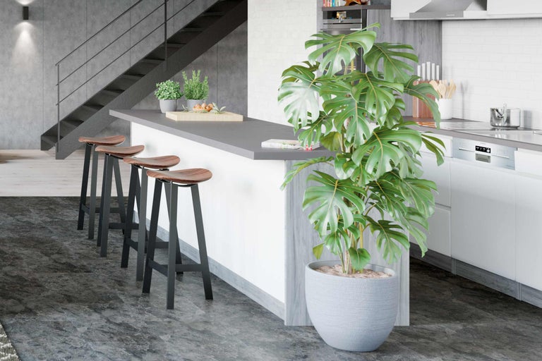 Moderne Küche mit Kochinsel, Barhockern und Zimmerpflanze