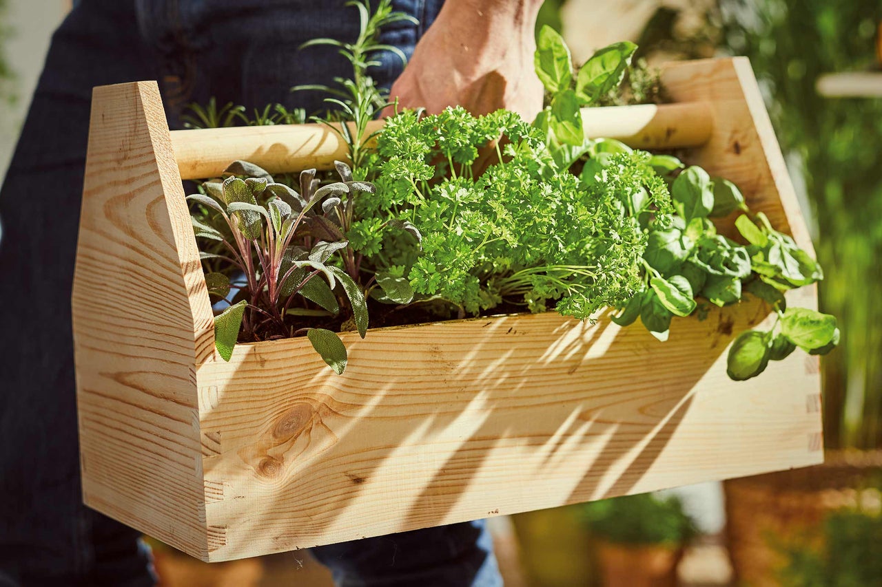 Person trägt Holzkiste mit Kräutern wie Salbei, Petersilie und Basilikum.