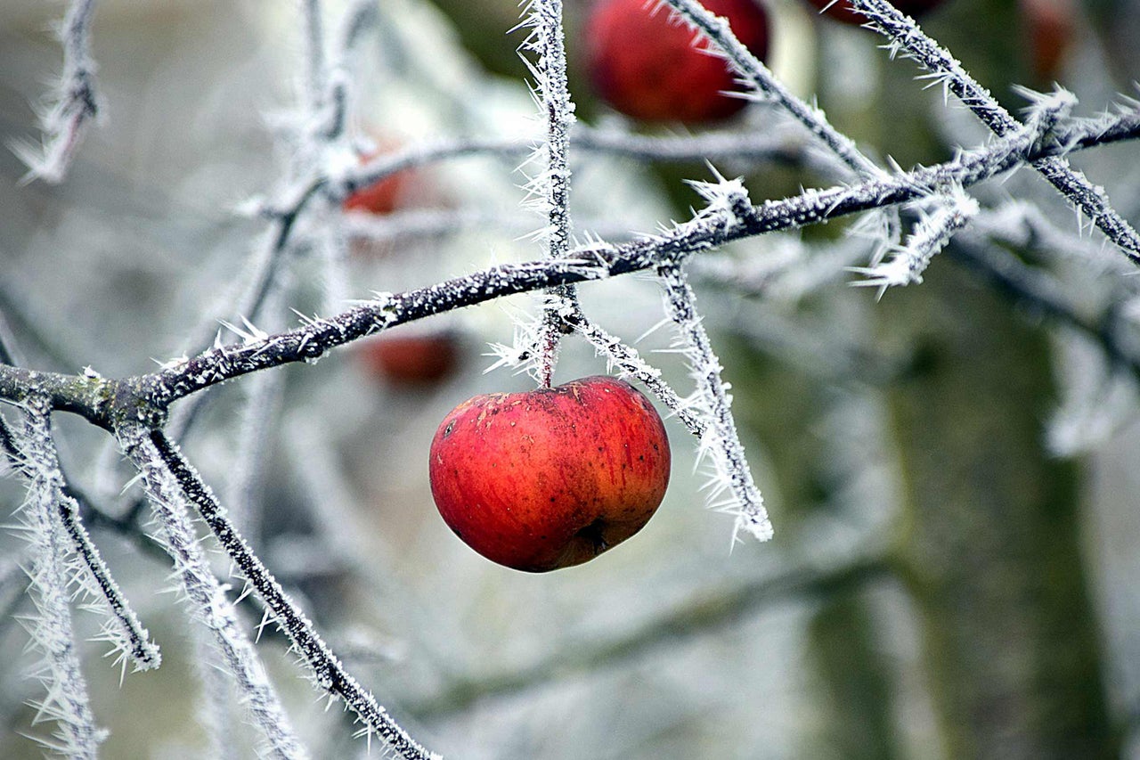 Apfelbaumzweig mit Frost und einzelnen Äpfeln