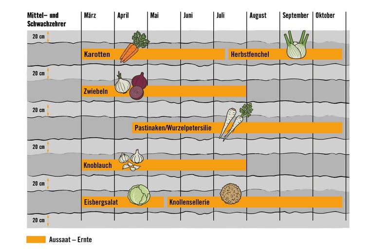 Anbaukalender für Mittel- und Schwachzehrer wie Karotten, Zwiebeln und Knoblauch mit Zeiten für Aussaat und Ernte von März bis Oktober.