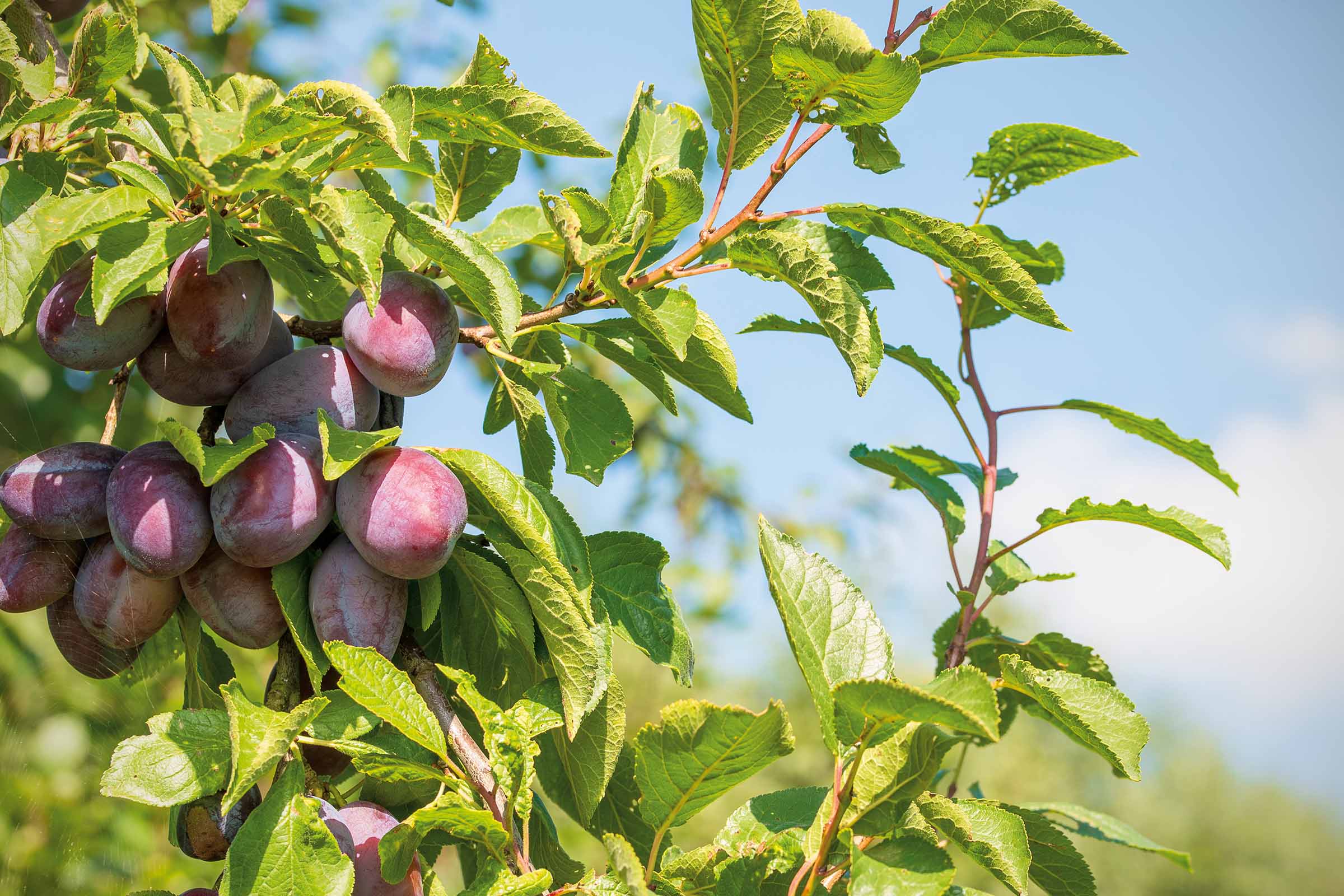 Pflaumenbaum mit reifen Früchten und grünen Blättern