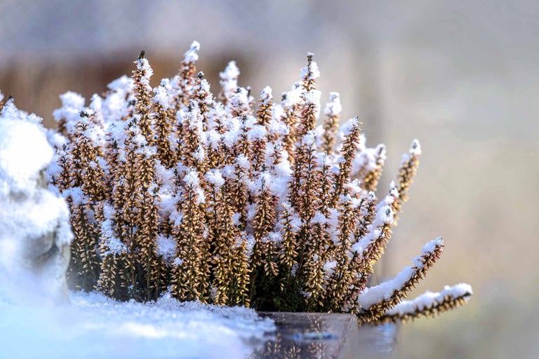Winterharte Kübelpflanzen