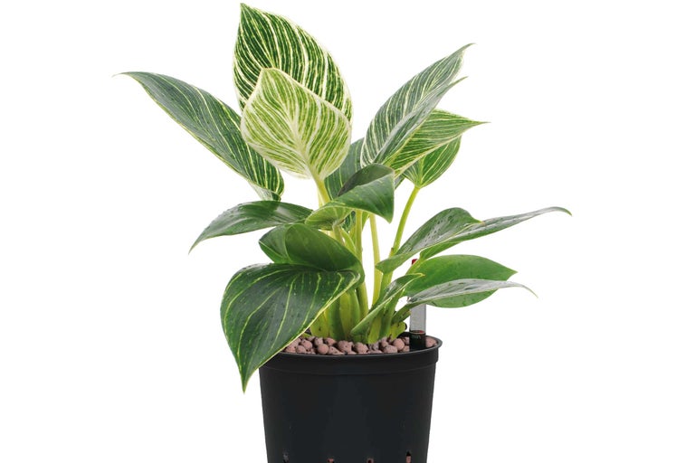 Philodendron Birkin Zimmerpflanze im schwarzen Topf