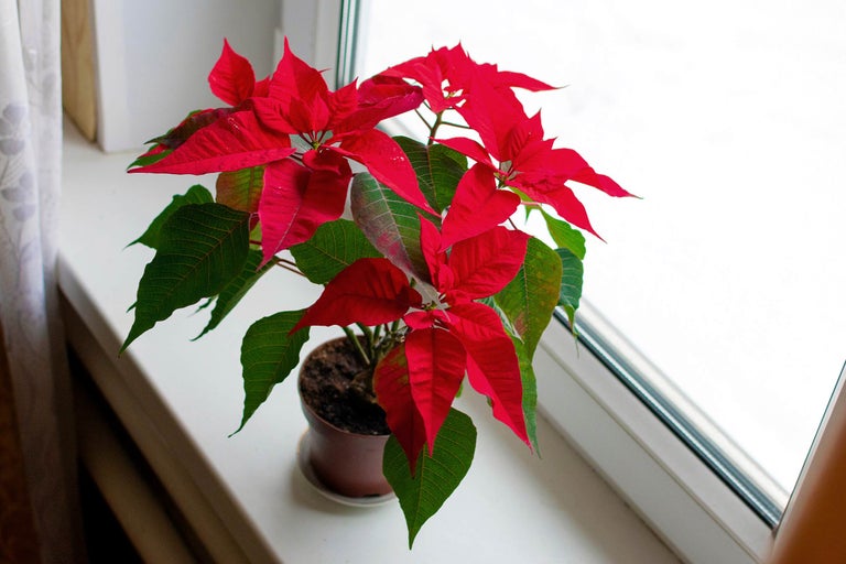 Weihnachtsstern in einem Topf auf einer Fensterbank