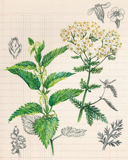Illustration von Brennnessel und Schafgarbe auf Millimeterpapier