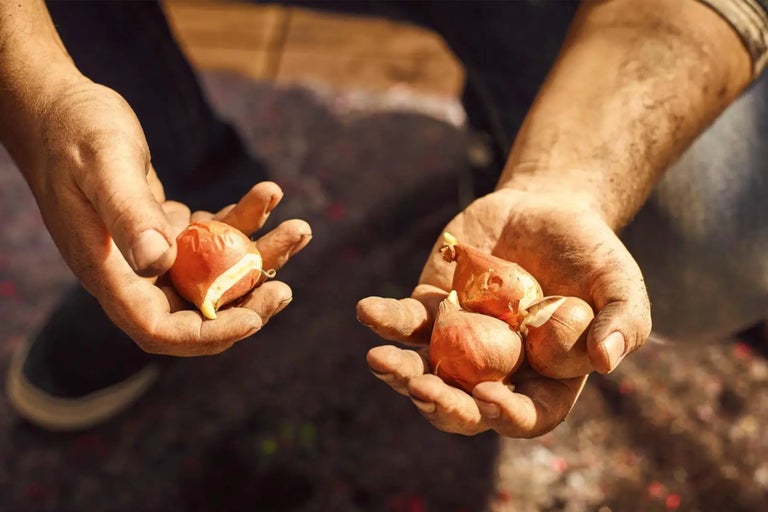 Zwei Hände halten Blumenzwiebeln