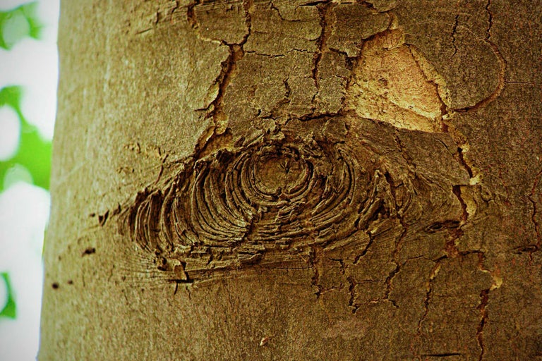 Nahaufnahme von Baumrinde mit Astloch