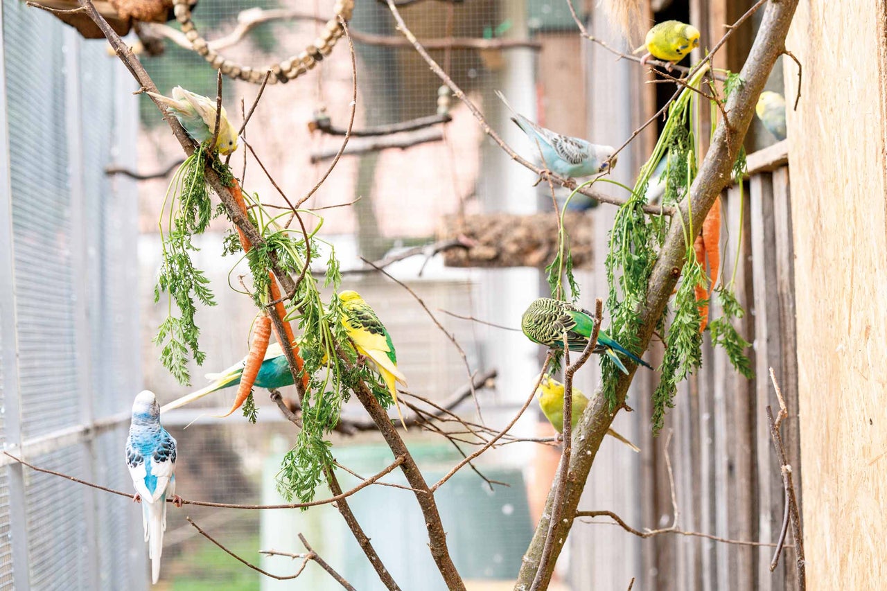 Wellensittiche sitzen auf Ästen mit Karotten in einer Vogelvoliere.