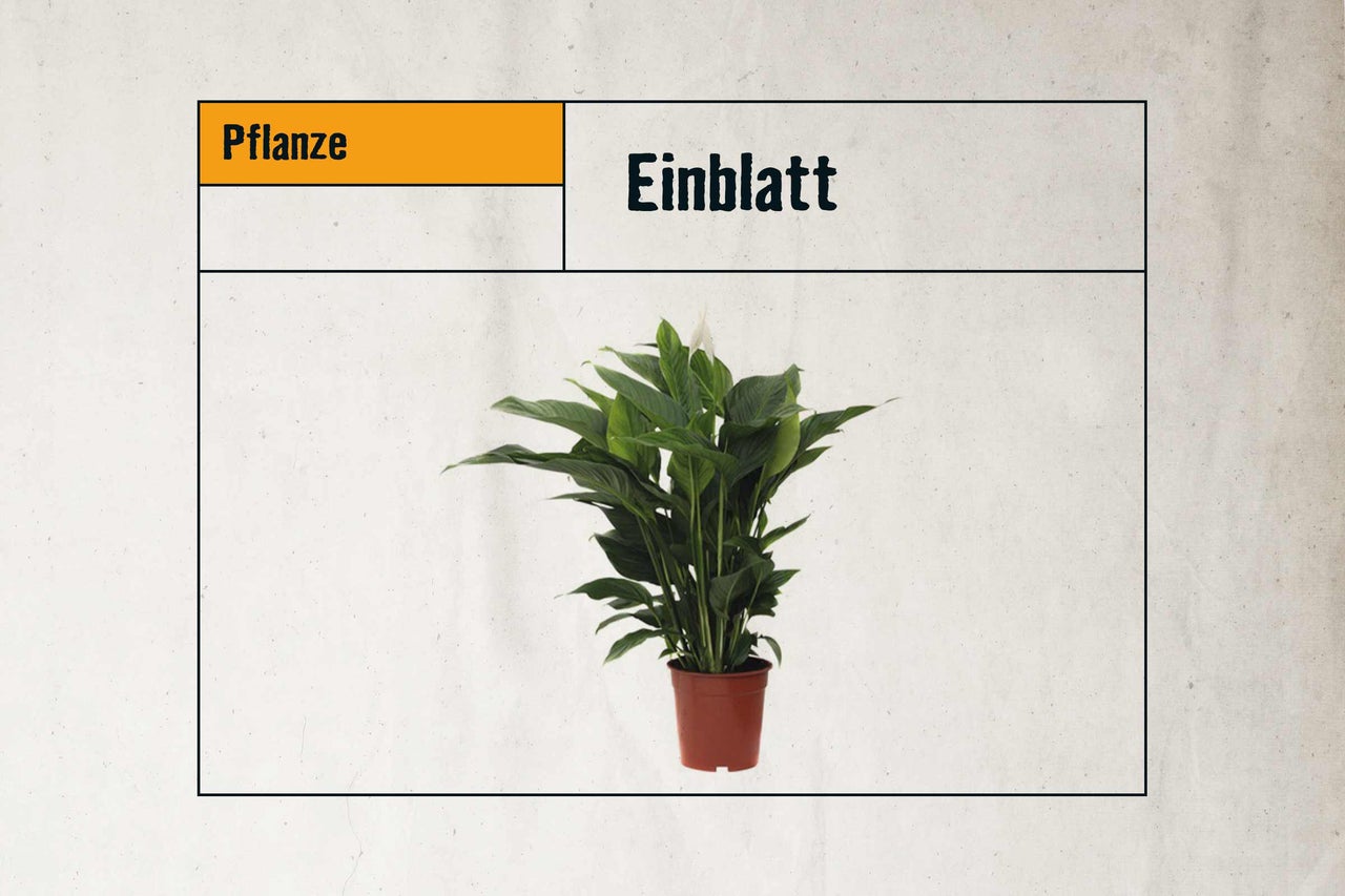 Einblatt Zimmerpflanze im Topf
