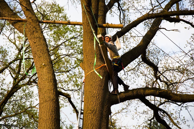 Mann klettert mit Kletterausrüstung auf Baum