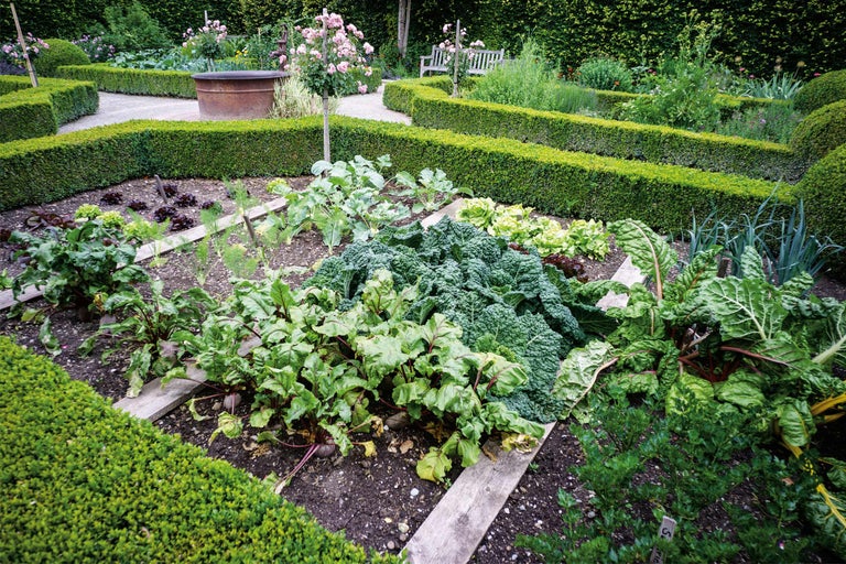 Gemüsegarten mit Salat, Kohl, Mangold und Beetpflanzen, umgeben von Buchsbaumhecken