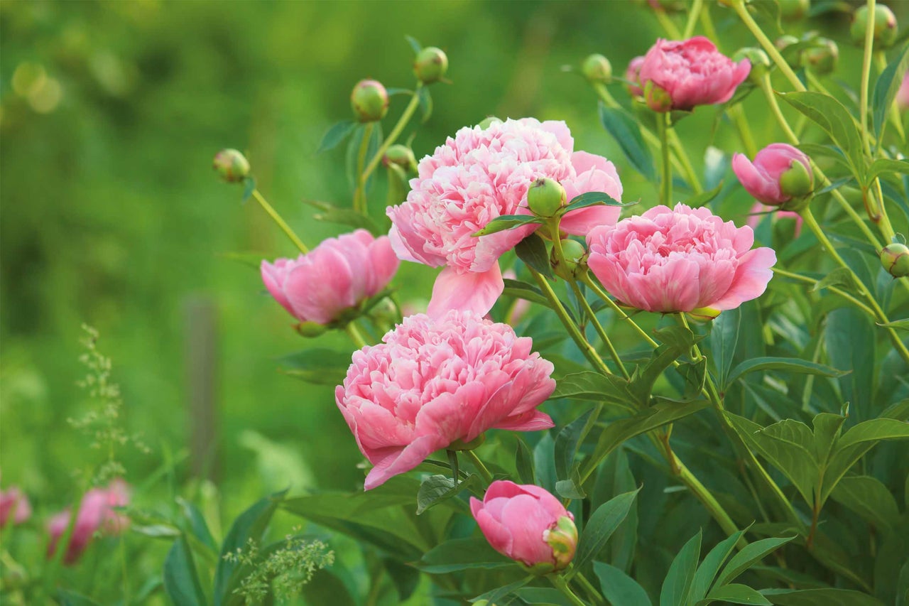 Nahaufnahme von rosa Pfingstrosen im Garten