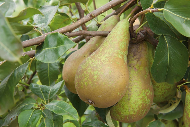 Birnen am Baum mit Blättern