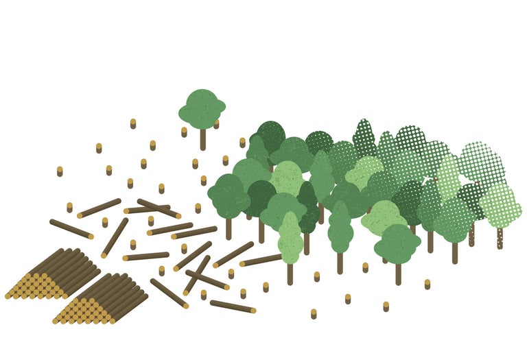 Der Mensch & die Natur: Vom Bezwinger zum Beschützer