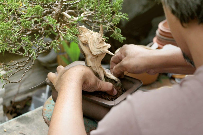 Mann pflanzt einen Bonsai-Baum in einen Topf.