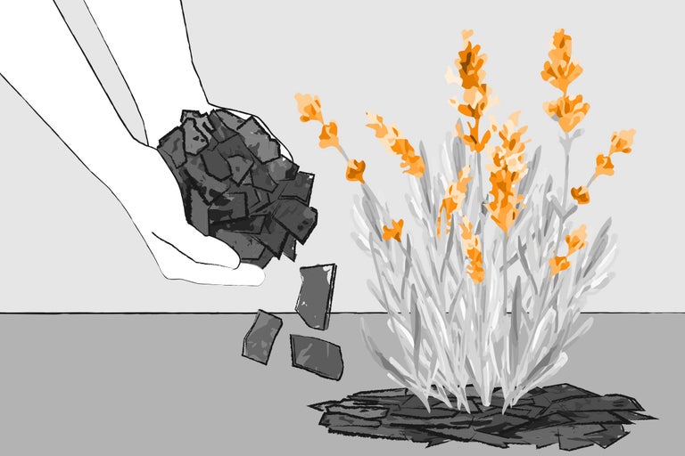 Illustration einer eingepflanzen Lavendelpflanze, Hände bedecken die oberste Schicht mit Rindenmulch