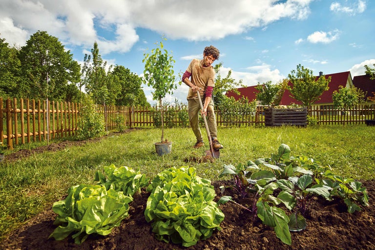 Ein Mann pflanzt einen Baum in einem Gemüsegarten mit Salat und Kohlrabi.