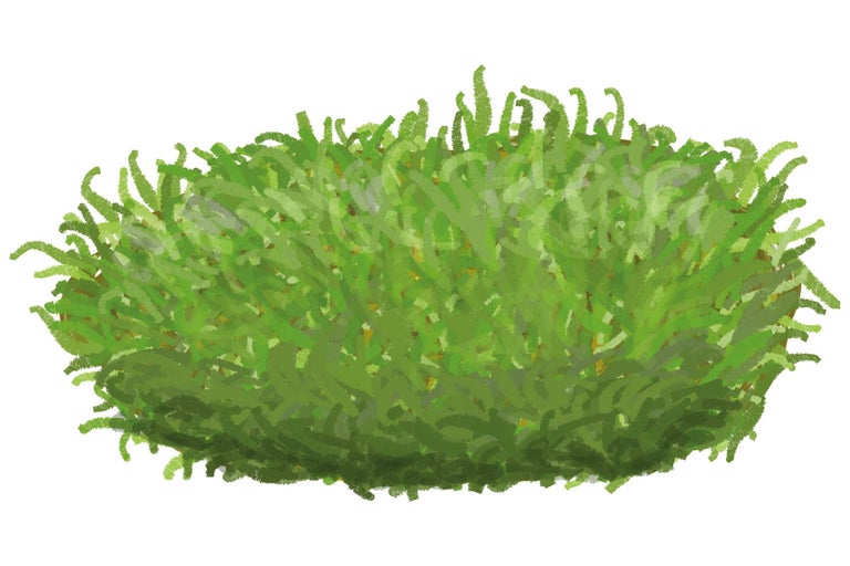 Illustration eines grünen Zierstrauchs