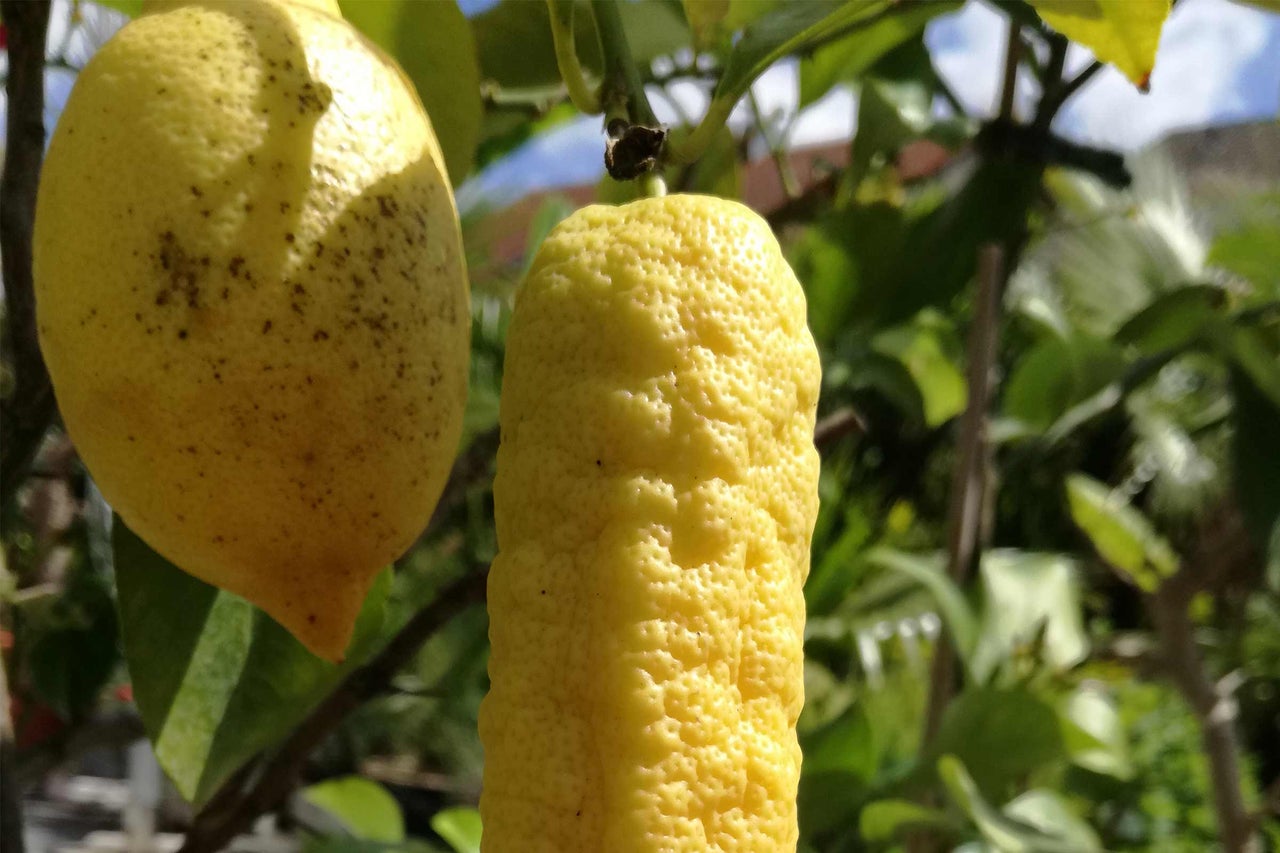 Zitronenfrüchte am Baum