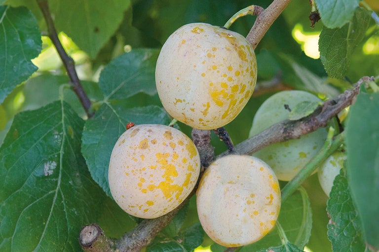 Reineclauden am Baum