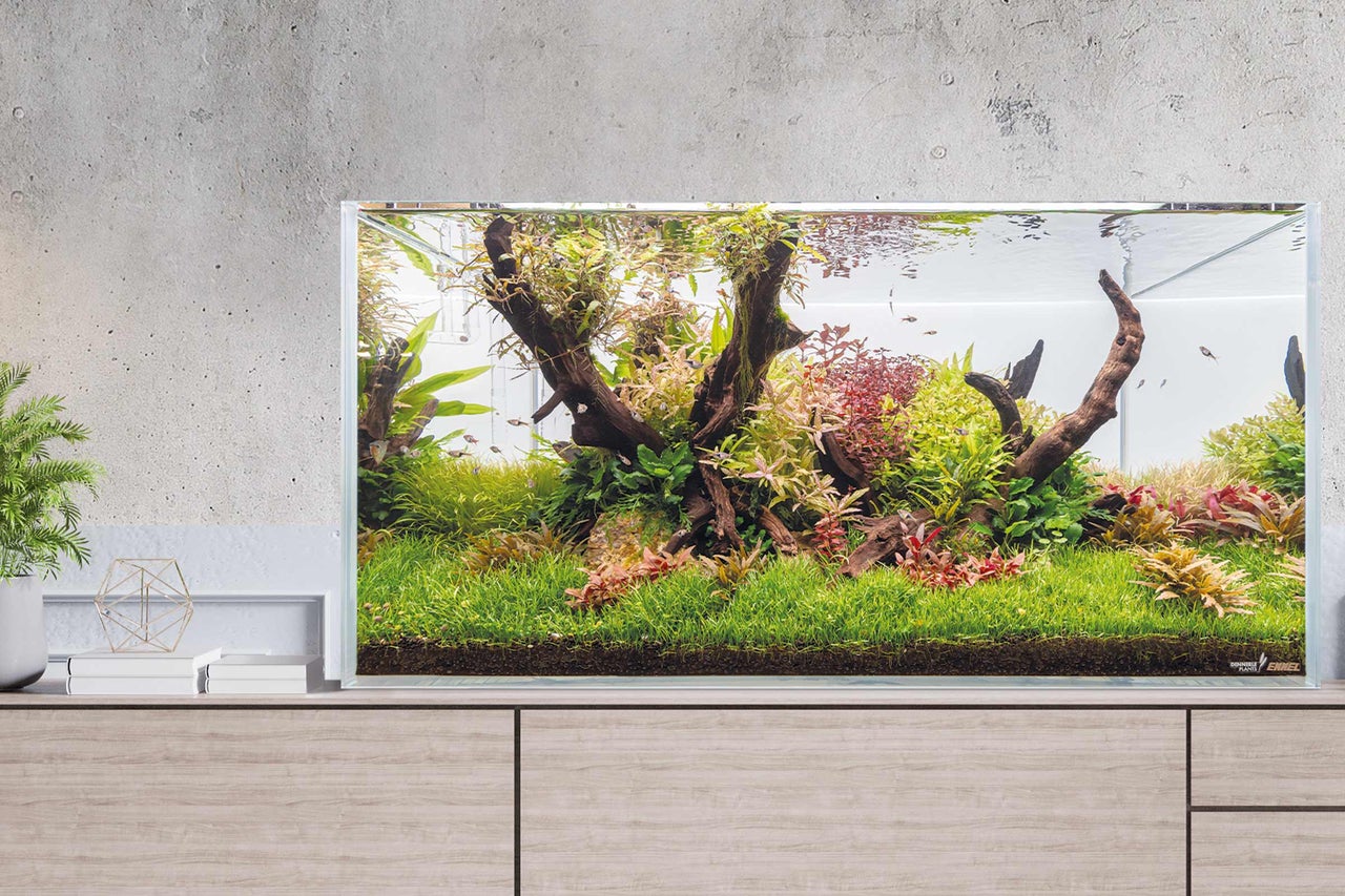 Eingerichtetes Aquarium mit Pflanzen und Wurzelholz auf einem Schrank