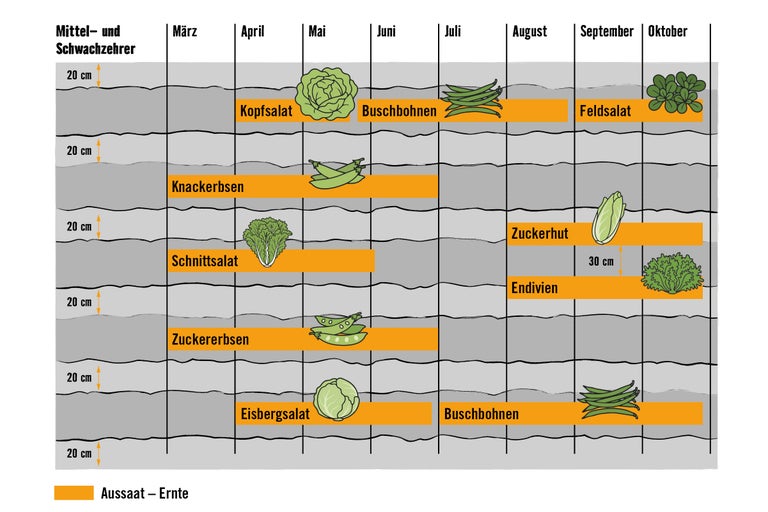 Aussaat- und Erntezeiten für verschiedene Salatsorten und Gemüsesorten als Tabelle