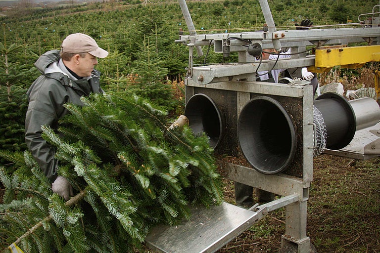 Ein Mann führt eine Maschine zur Verpackung von Weihnachtsbäumen in einem Weihnachtsbaumfeld.