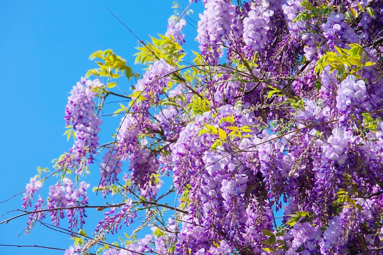 Blühende Glyzinien vor blauem Himmel