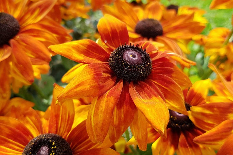 Nahaufnahme von Rudbeckia Blumen