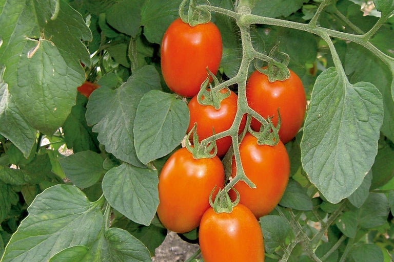 Strauch mit länglichen Tomaten und grünen Blättern.