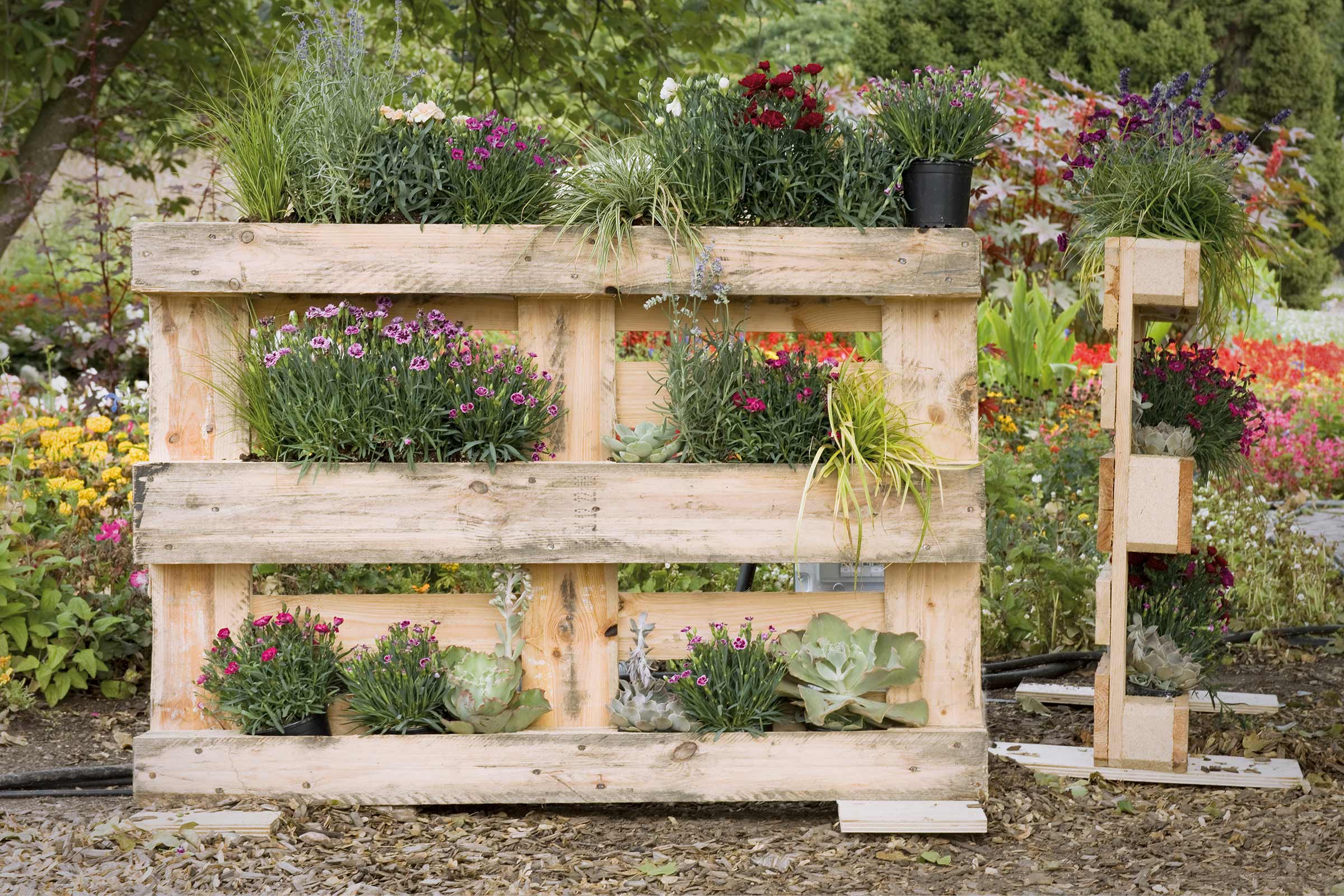 Vertikaler Garten mit Pflanzen in einem Holzpalettenregal