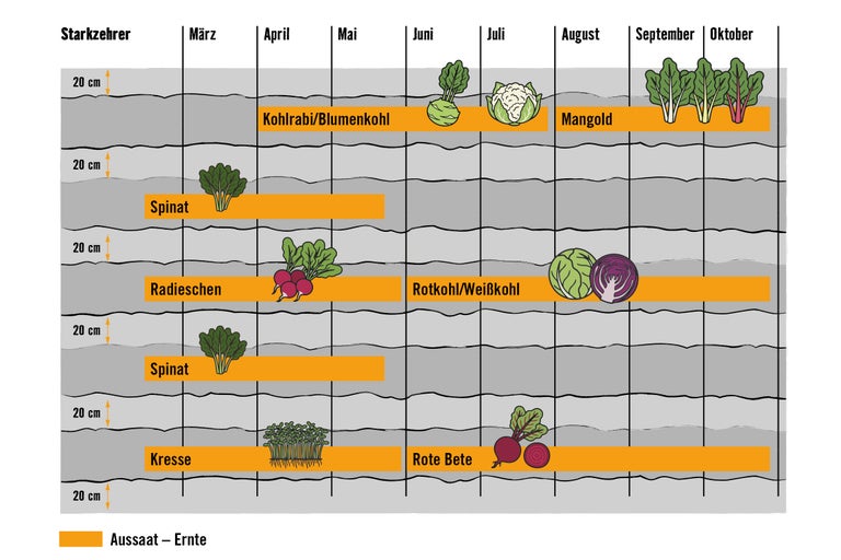 Aussaat- und Erntekalender für Starkzehrer wie Spinat, Radieschen, Kohlrabi, Blumenkohl und Mangold
